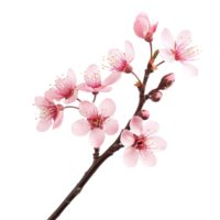 A delicate cherry blossom flower on a single stem isolated against a clean transparent background, Cherry Blossom flower single stem isolated on transparent backgroud png