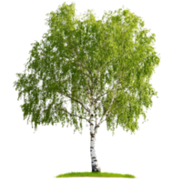 Beautiful summer birch tree with vibrant green leaves in a lush, isolated setting on a sunny day, Summer green birch tree, file of isolated object on transparent background png