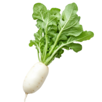 Fresh transparent radish with leafy greens on a clean transparent background showcasing its vibrant, healthy appearance, fresh transparent radish on transparent background png