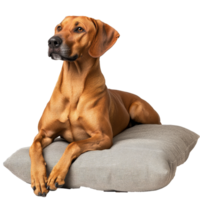 A Rhodesian Ridgeback dog lounges comfortably on a soft cushion during a tranquil afternoon indoors, Rhodesian Ridgeback Dog Relaxing on Cushion Isolated on transparent background png
