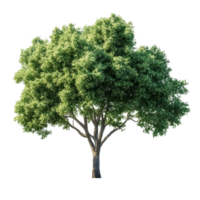Lush green tree isolated on a transparent background for use in design and illustration projects, green trees isolated on blank trasparent background, png