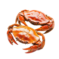 Boiled crabs displayed on a transparent background for a delicious seafood presentation, Boiled crabs prepared on transparent background png