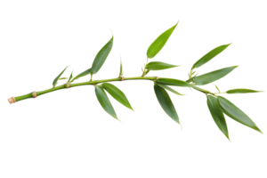 A green bamboo branch featuring slender leaves arranged along a textured stem. png