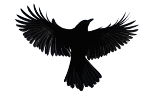 A silhouetted bird with outstretched wings, prominently showcasing its form in flight. png