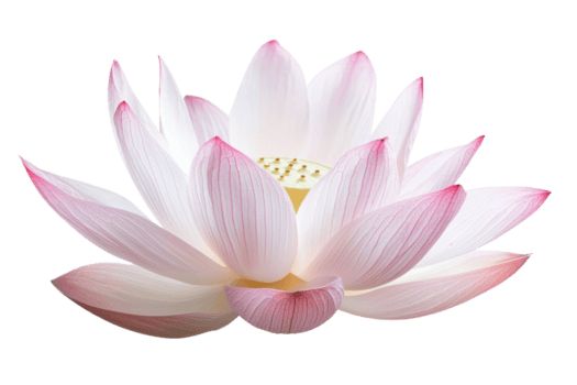 un hermosamente delicado loto flor con pálido rosado pétalos y un blanco centro, exhibiendo elegancia y natural belleza. png