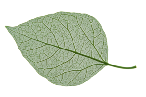 A detailed leaf showcasing intricate vein patterns and a vibrant green color. png