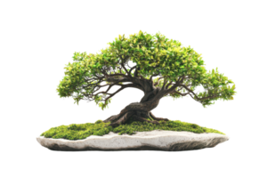 A lush, green bonsai tree with intricate branches and detailed foliage, showcased on a textured base. png