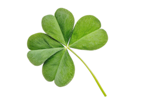 A lush, green four-leaf clover with distinct leaflets and a slender stem, symbolizing luck and fortune. png
