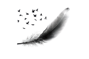 A delicate, detailed feather showcasing intricate patterns and textures in a monochromatic style. png
