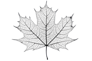 A detailed black leaf with intricate vein patterns showcasing its unique shape and texture. png