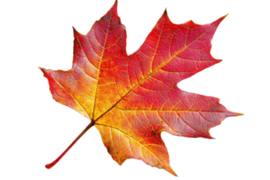 A vibrant red maple leaf showcasing intricate veins and a gradient of color from yellow to deep red. png