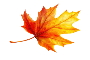 A vibrant autumn maple leaf displaying striking shades of red and orange. png