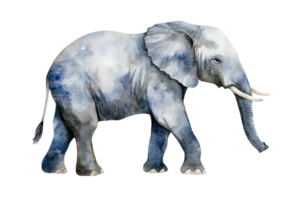 A watercolor illustration of an elephant with distinctive features, showcasing its size and intricate details. png