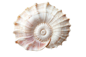 A beautifully detailed spiral shell showcasing natural colors and patterns, emphasizing its unique design and texture. png