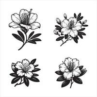 Azalea flower Spring plant Graphic ink drawing pointillism technique Transparent background vector