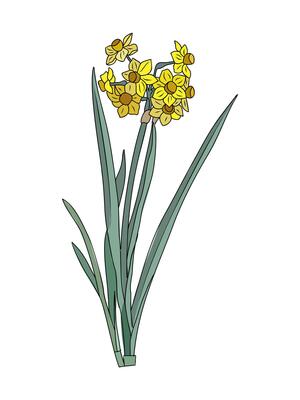 Set of Daffodil March birth month flower
