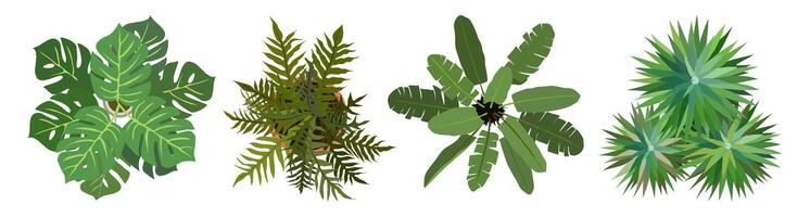 Set of different house plants top view . vector