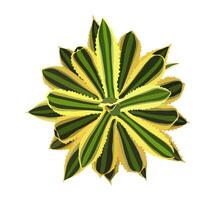 Agave house plant top view illustration. vector
