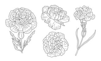 Set of Carnation flower line art drawings. vector