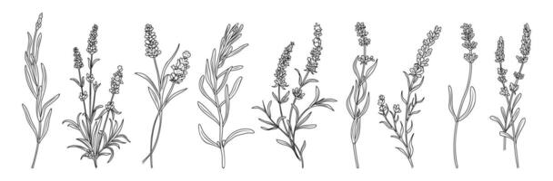 Lavender flower line art drawing isolated. vector
