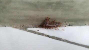 A teamwork Group of ants carrying a dead lizard video