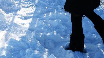 Dedicated worker clearing snow covered pathway with manual shovel, removing snow in bright winter daytime. Creating clean walking surface while battling snow accumulation in frozen landscape. video
