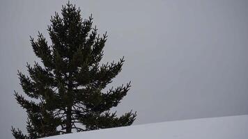 Snowy Landscape Footage Featuring a Majestic Pine Tree Against a Gray Sky video