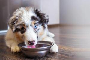 Aussie Australian Shepherd puppy in blue marble color drinking water from a bowl close up photo copy space