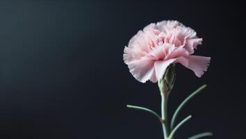 Delicate Pink Carnation Flower with Green Stem on Black Background for Nature and Floral ThemesDelicate Pink Carnation Flower with Green Stem on Black Background for Nature and Floral Themes. photo