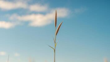 A single stalk of grass is in the foreground of a blue skyA single stalk of grass is in the foreground of a blue sky. photo