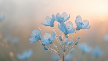 A cluster of delicate blue flowers bathed in the warm glow of the setting sun. photo