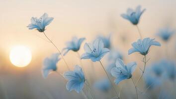 A cluster of delicate blue flowers bathed in the warm glow of the setting sun.A cluster of delicate blue flowers bathed in the warm glow of the setting sun. photo