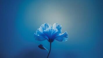 A single blue flower with a blue background.A single blue flower with a blue background. photo