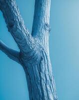 a close up of a tree with a blue background photo