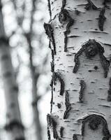 Close Up of Birch Tree Bark with Textured Surface photo