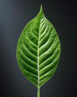 A close up of a green leaf on a black background photo
