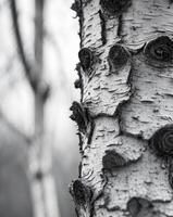 Close Up of Birch Tree Bark with Textured SurfaceClose Up of Birch Tree Bark with Textured Surface. photo