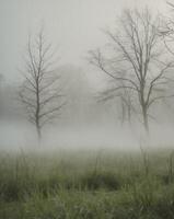 foggy field with trees and grass in the foreground photo