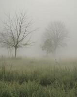foggy field with trees and grass in the foregroundfoggy field with trees and grass in the foreground. photo