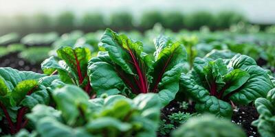 gardening close up with chard in a garden bed photo
