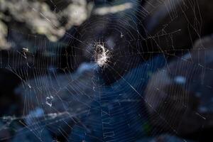 Spider web in the dark. Bright spider web with a spider cross in the center on a dark natural background. photo
