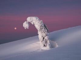 Magical bizarre silhouette of bent fir tree are plastered with snow at purple dawn background. Arctic harsh nature with full moon. Mystical fairy tale at the winter mountain. photo