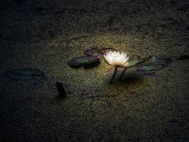 The Lotus flower bloomed at night in the swamp photo