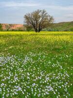 A lone green tree in a field of blooming blue flax and rapeseed in spring. photo