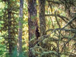 Siberian squirrel in a autumn forest. photo
