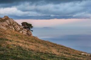 A diagonal slope with a single tree at dusk. photo