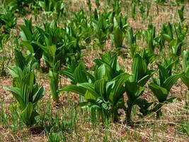 Spiky, beautifully textured, backlit bright green leaves photo