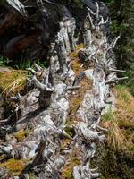 fallen trunk of an old cedar tree, covered with moss and lichen photo