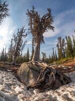 Cedar tree powerful roots encircled a granite boulder. photo