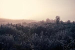 Sunrise on the moor, frosty plants in the fog. photo